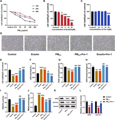 Exploring the mechanism of sesamin for the treatment of PM2.5-induced cardiomyocyte damage based on transcriptomics, network pharmacology and experimental verification